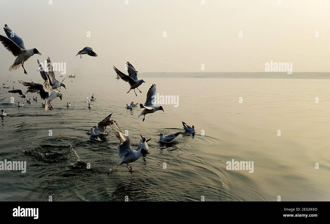 Seagulls enjoying in the morning in ganges river Stock Photo