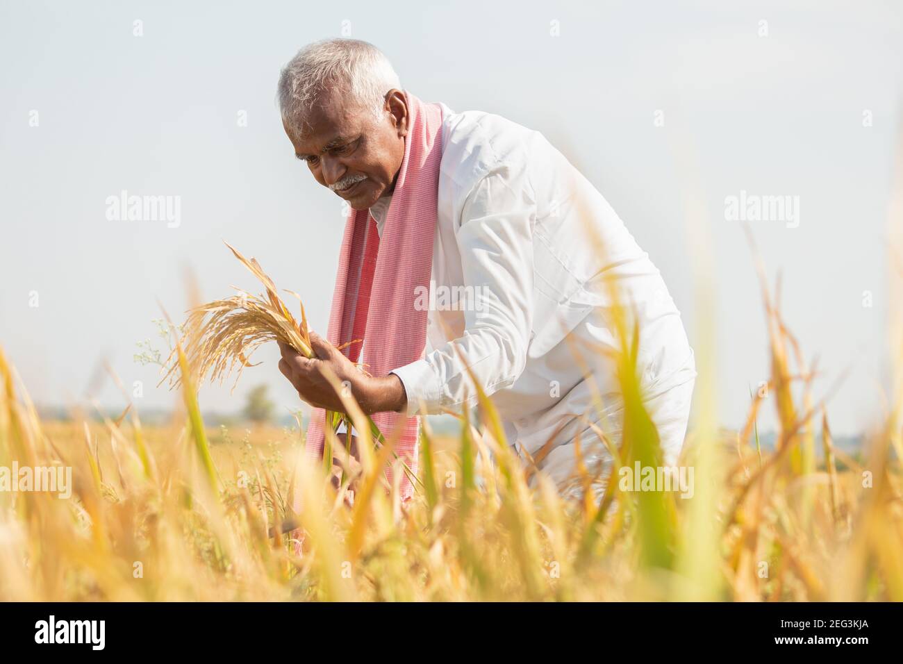 Happy Farmer busy working on paddy field by checking crop yield during hot sunny day - Rural lifestyle of India during harvesting season. Stock Photo