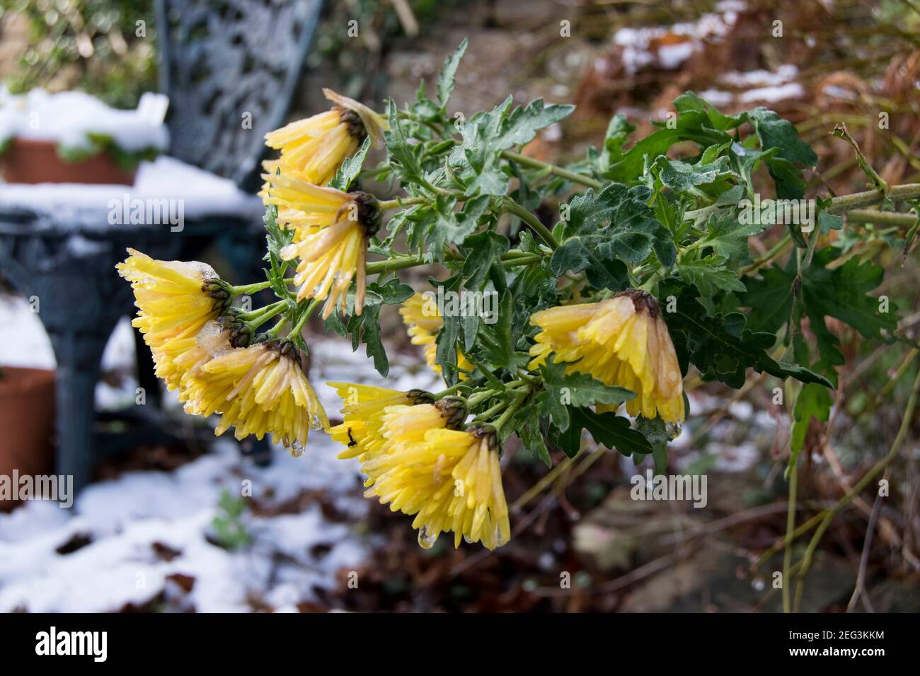 Yellow daisy flowers bent over with the weight of a recent snow fall