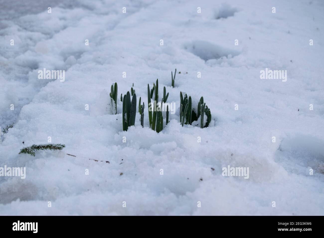 The first daffodils of spring peeping through the snow Stock Photo