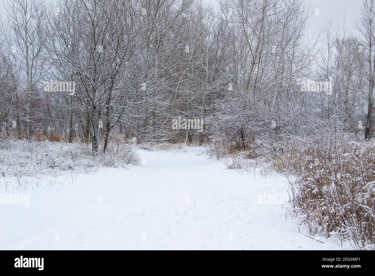 Beautiful winter background with trees and weeds frozen under the snow and frost.  Amazing snowy landscape Stock Photo