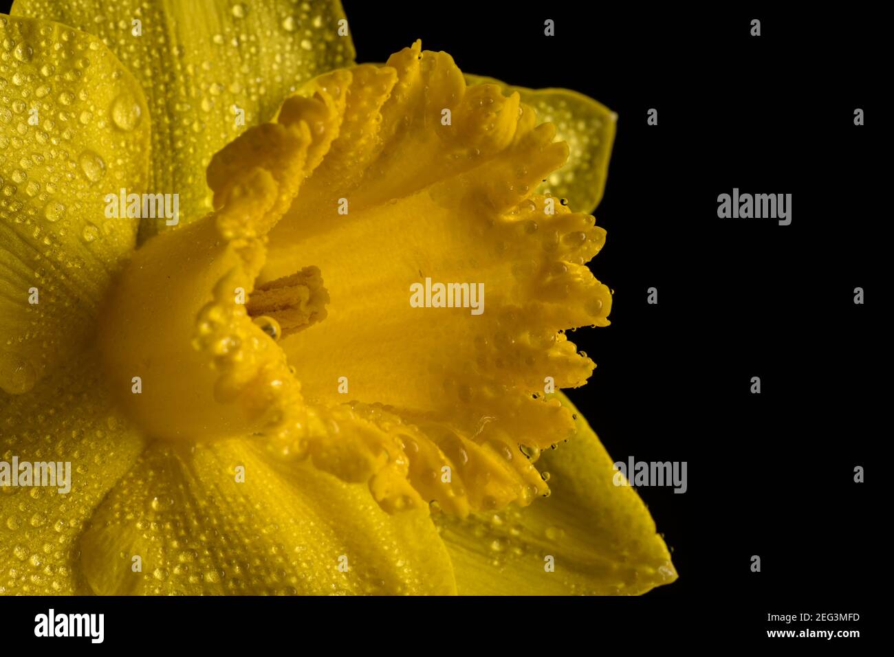 Yellow Daffodil flower isolated on a black background Stock Photo - Alamy