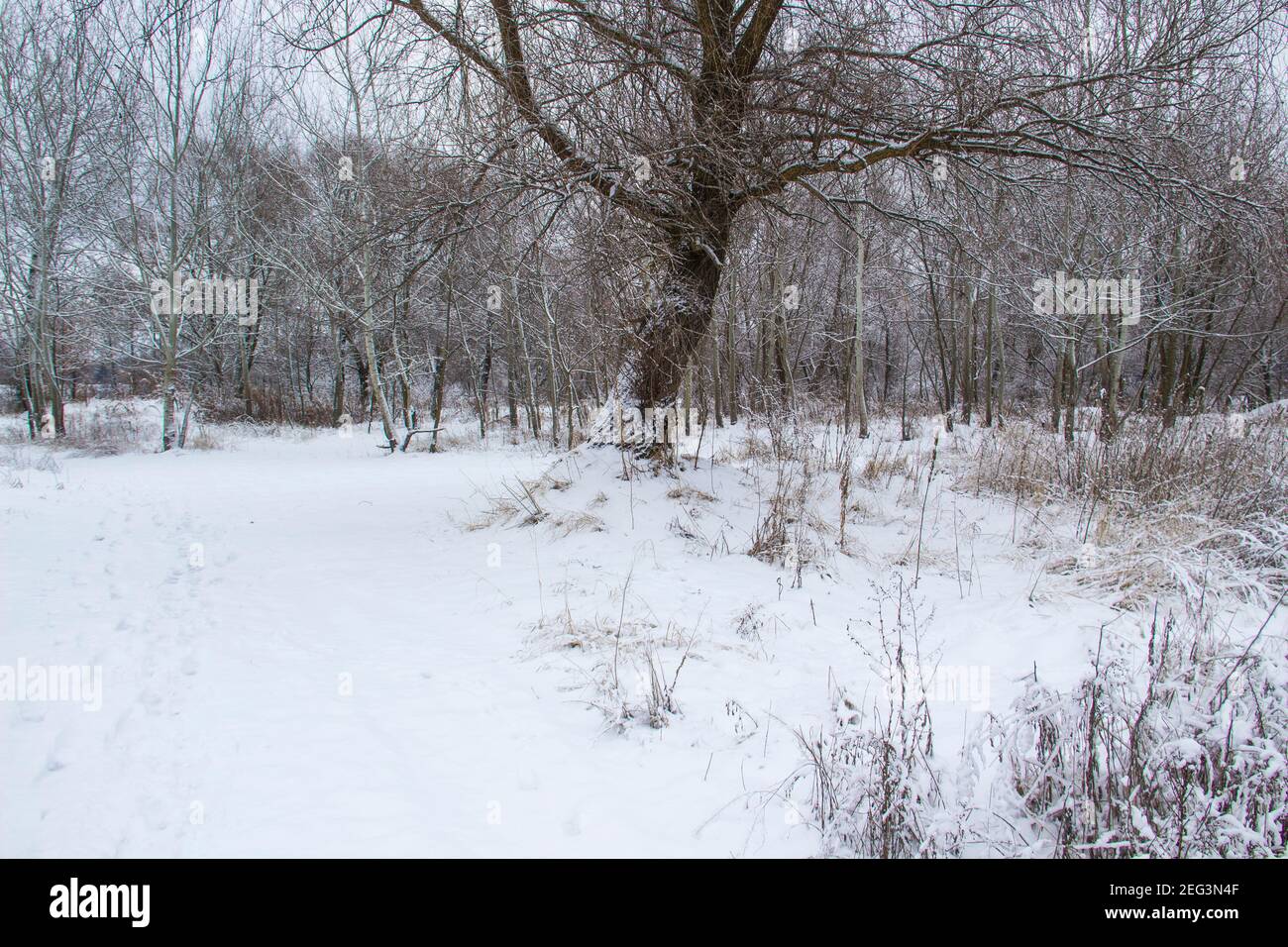 Beautiful winter background with trees and weeds frozen under the snow and frost.  Amazing snowy landscape Stock Photo