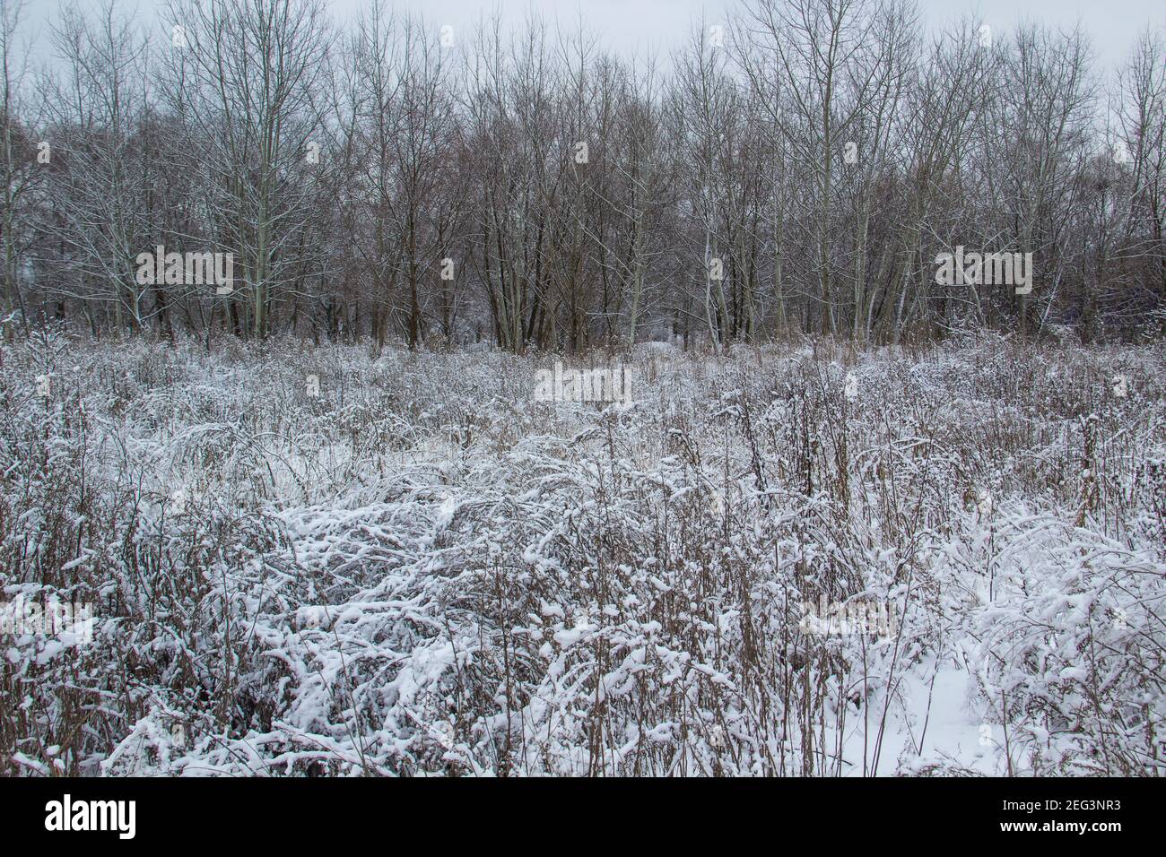 Beautiful winter background with grass and weeds frozen under the snow and frost. Dry plants branch under the snow Stock Photo