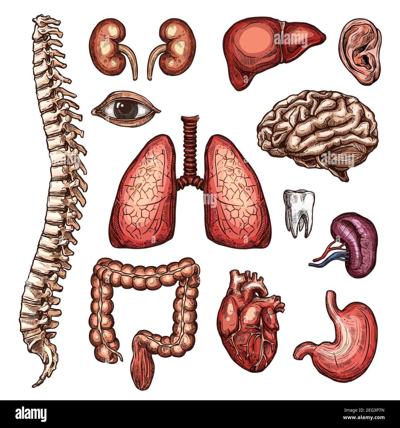 Human organ and bone sketch set of internal and external body parts anatomy. Heart, brain and liver, kidney, lungs and stomach, intestine, spine and t Stock Vector