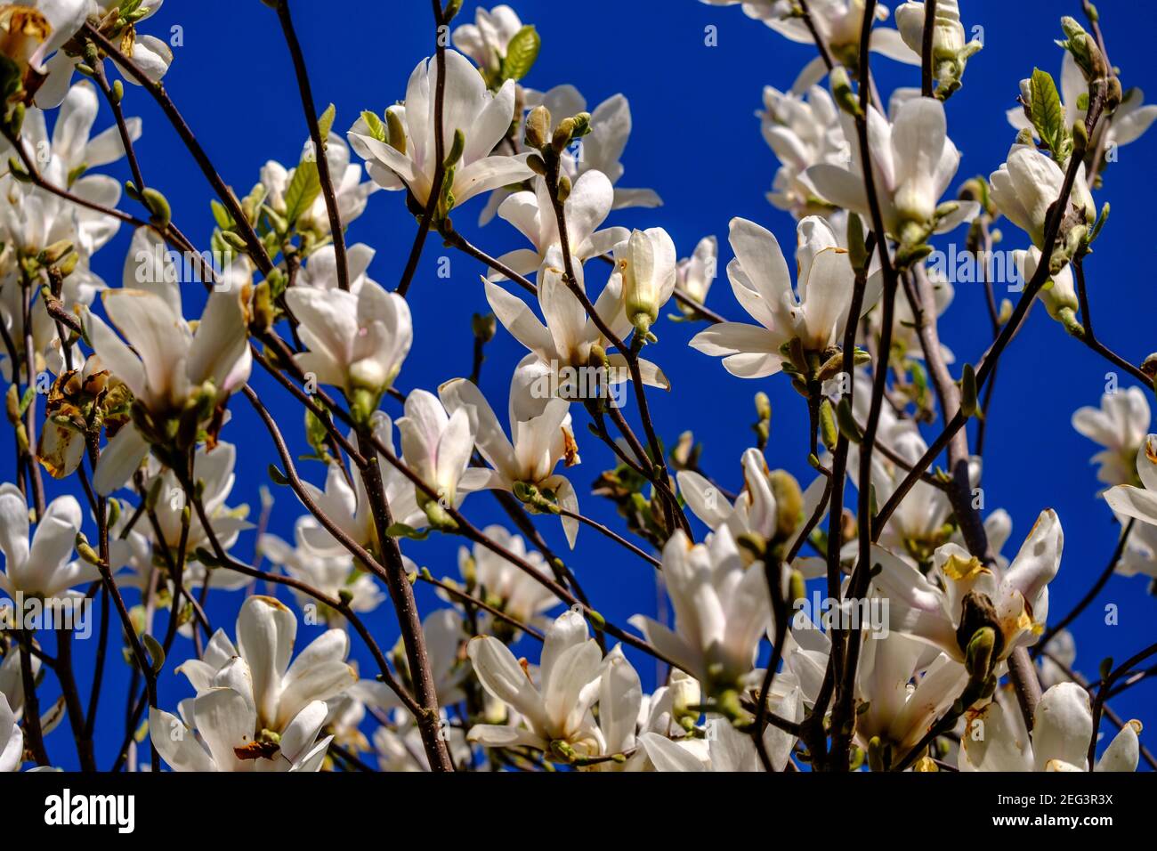 Magnolia tree with white blossoms against a blue sky. Stock Photo
