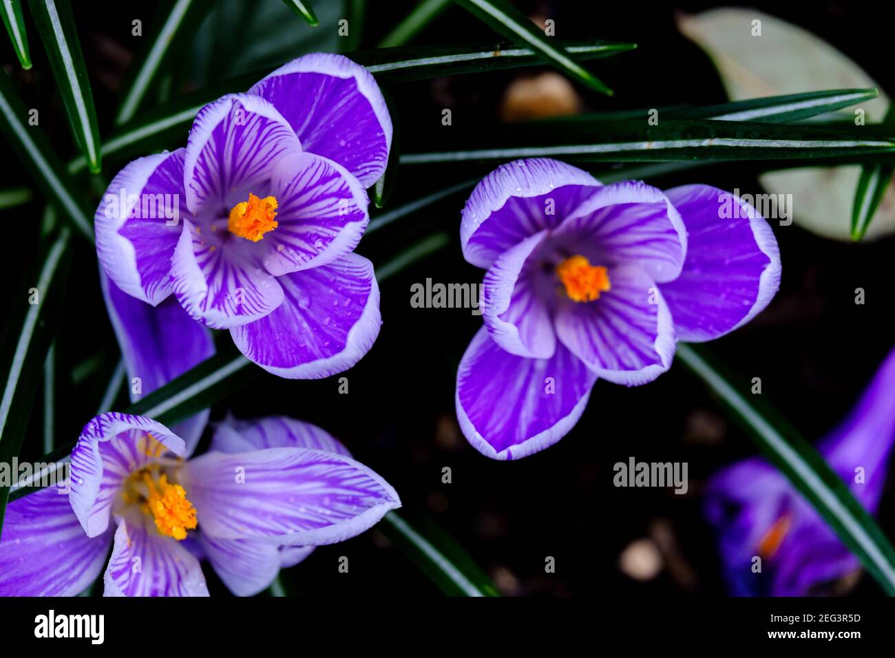 Close-up top view of purple woodland crocus flowers with white edges and stripes, seen from above, show off their brilliant orange centres. Stock Photo