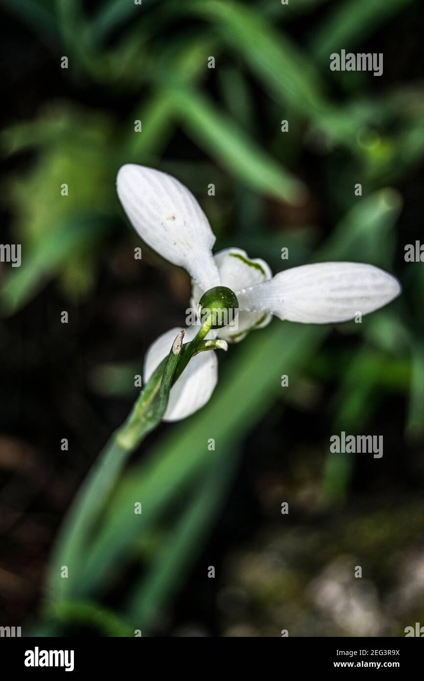 Snowdrops the first flower of the year signifying spring Stock Photo