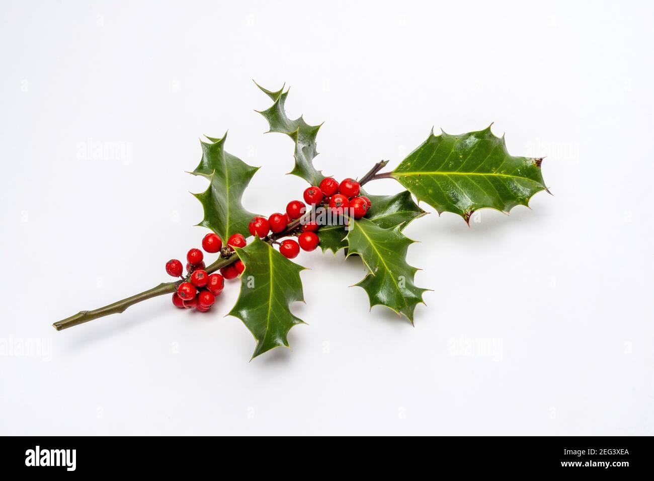 Christmas holly plant branch decoration with ripe red berries isolated on a  white background Stock Photo - Alamy