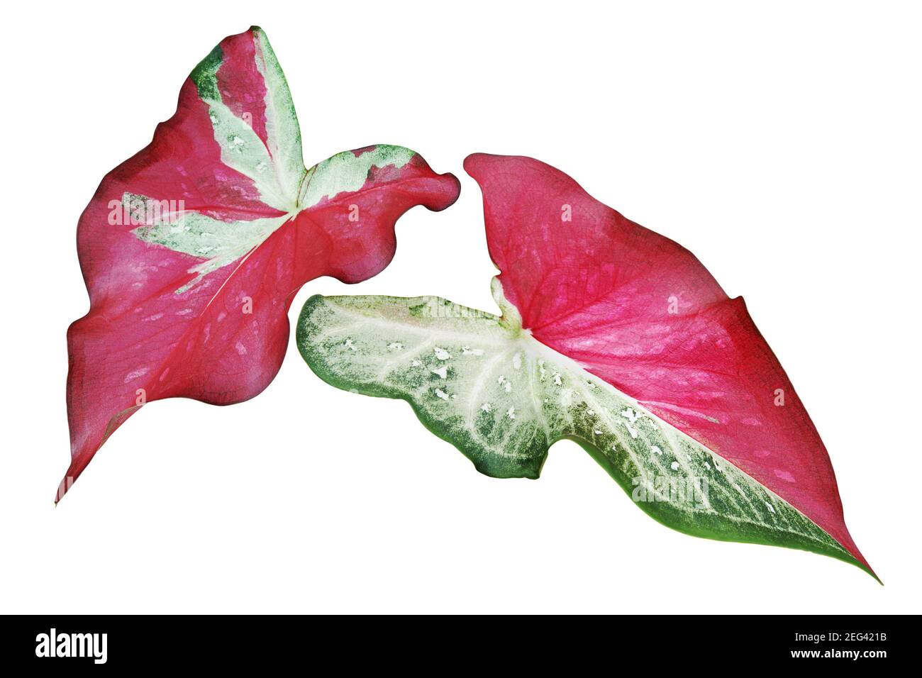 Green Red Leaves of Caladium Plant Isolated on White Background with Green Red Leaves of Caladium Plant Isolated on White Background with