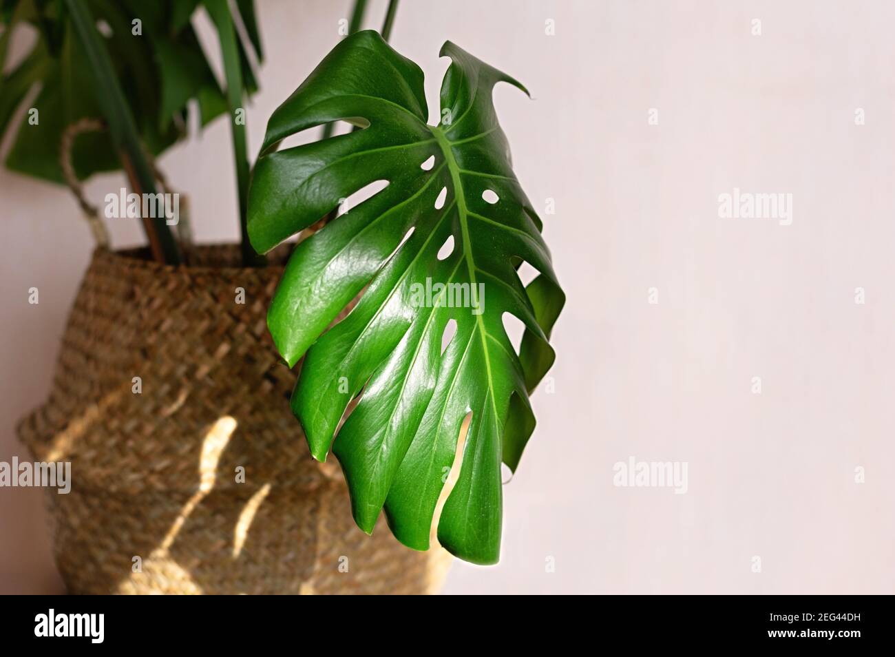 Beautiful monstera plant for home decoration. Tropical plants in indoor floriculture. Close up. Stock Photo
