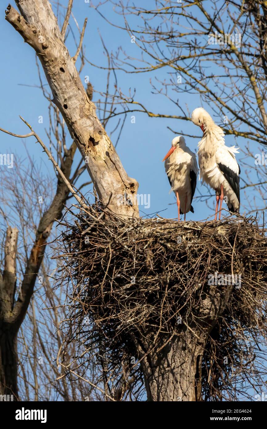 Storks in their nest at a cold day in winter next to Büttelborn in Hesse, Germany. Stock Photo