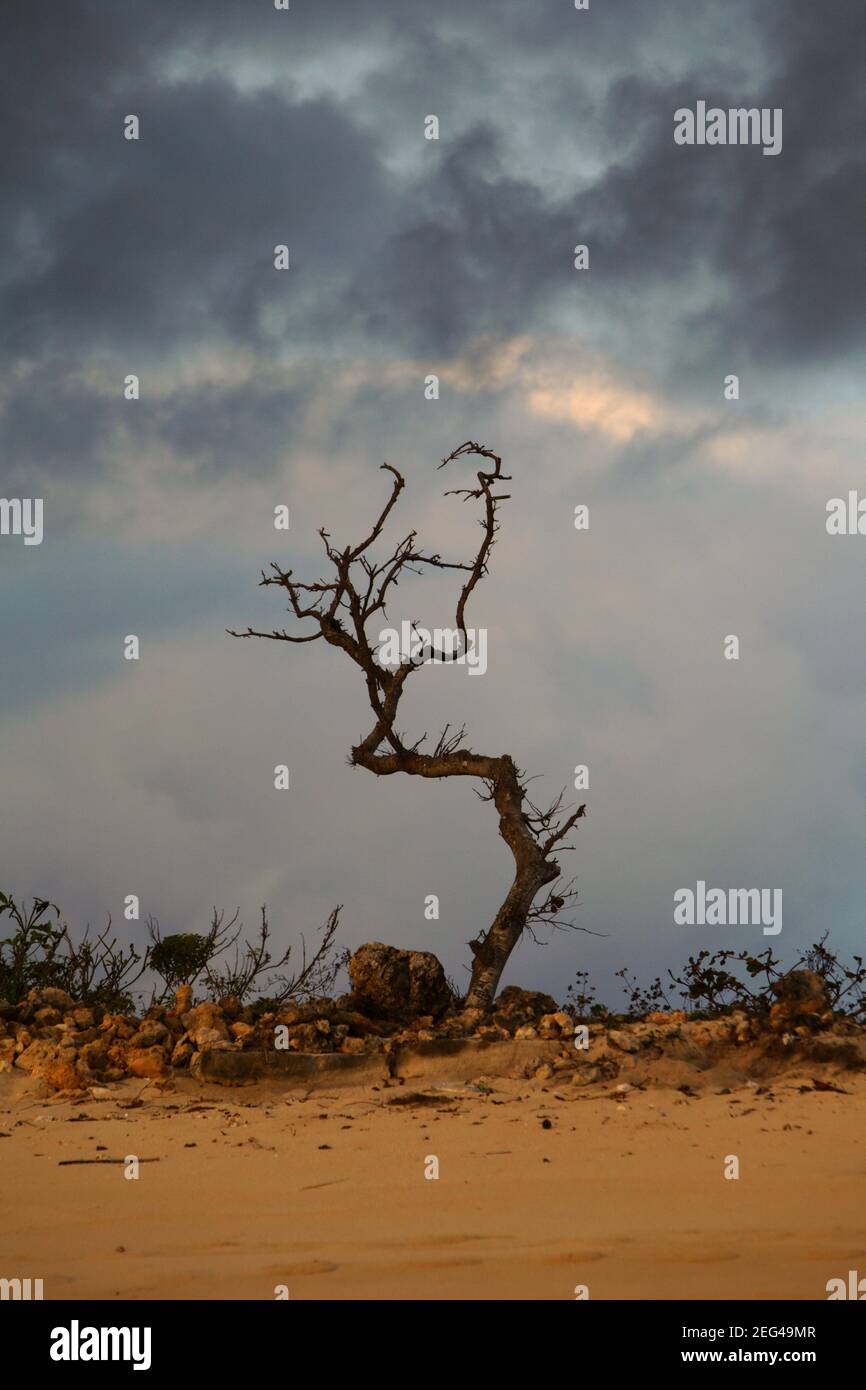 A dry tree and sandy beach in a background of cloudy sky during dry season in Sumba, an island regulary hit by drought in eastern Indonesia.  According to Michael E. Mann, a climatologist and director of the Earth System Science Center at Pennsylvania State University, the fight against global warming is not a hopeless one. 'Doomism is one of the most misunderstood and yet absolutely critical aspects about the science behind carbon emissions and warming,' says the leading climate scientist. Stock Photo