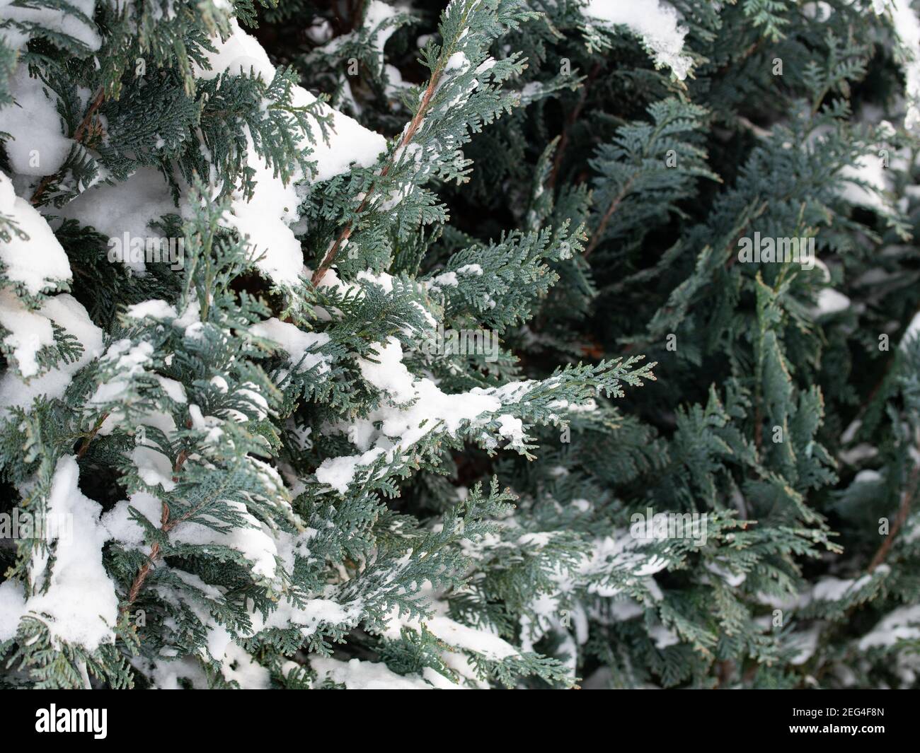 Occidental arborvitae, Thuja occidentalis, covered with snow Stock Photo