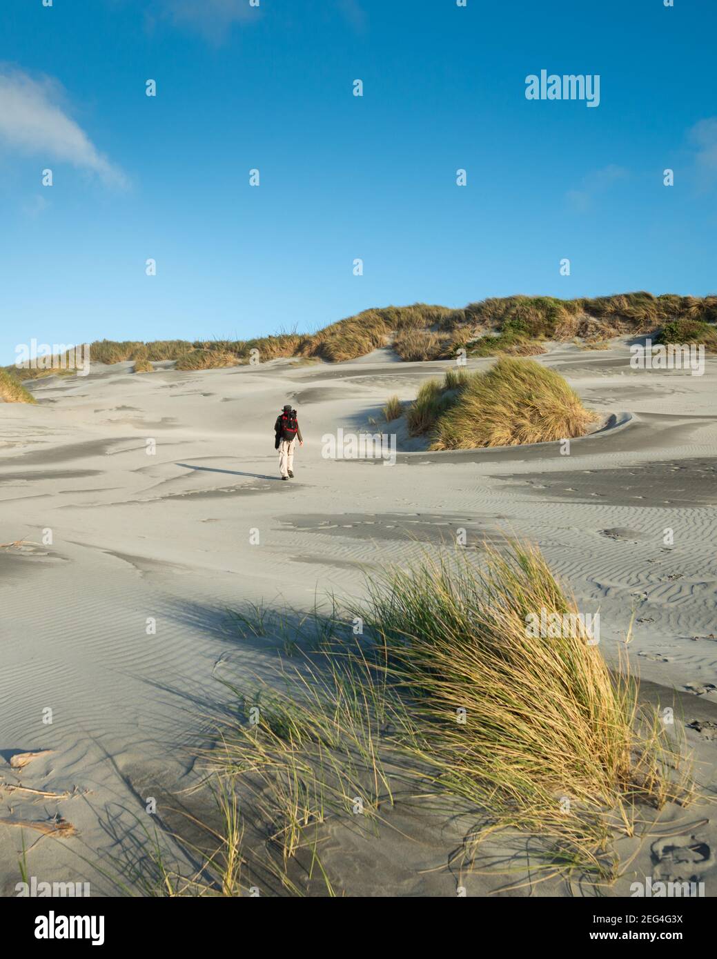 A man walking on the sandy beach with strong wind blowing the tussock grass. Vertical format. Stock Photo