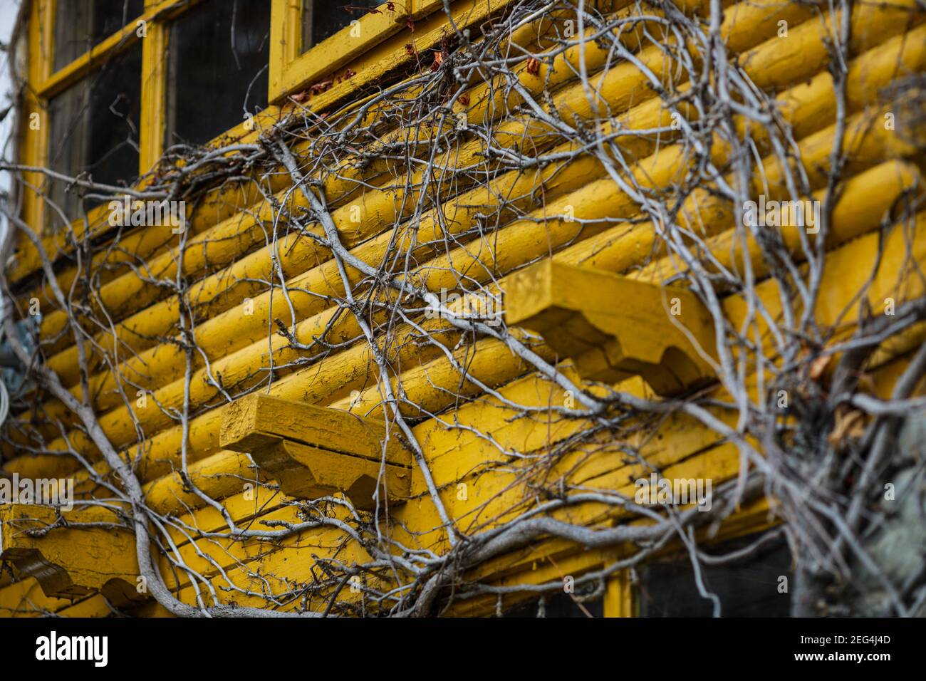 Ivy hedera helix during winter hi-res stock photography and images - Alamy
