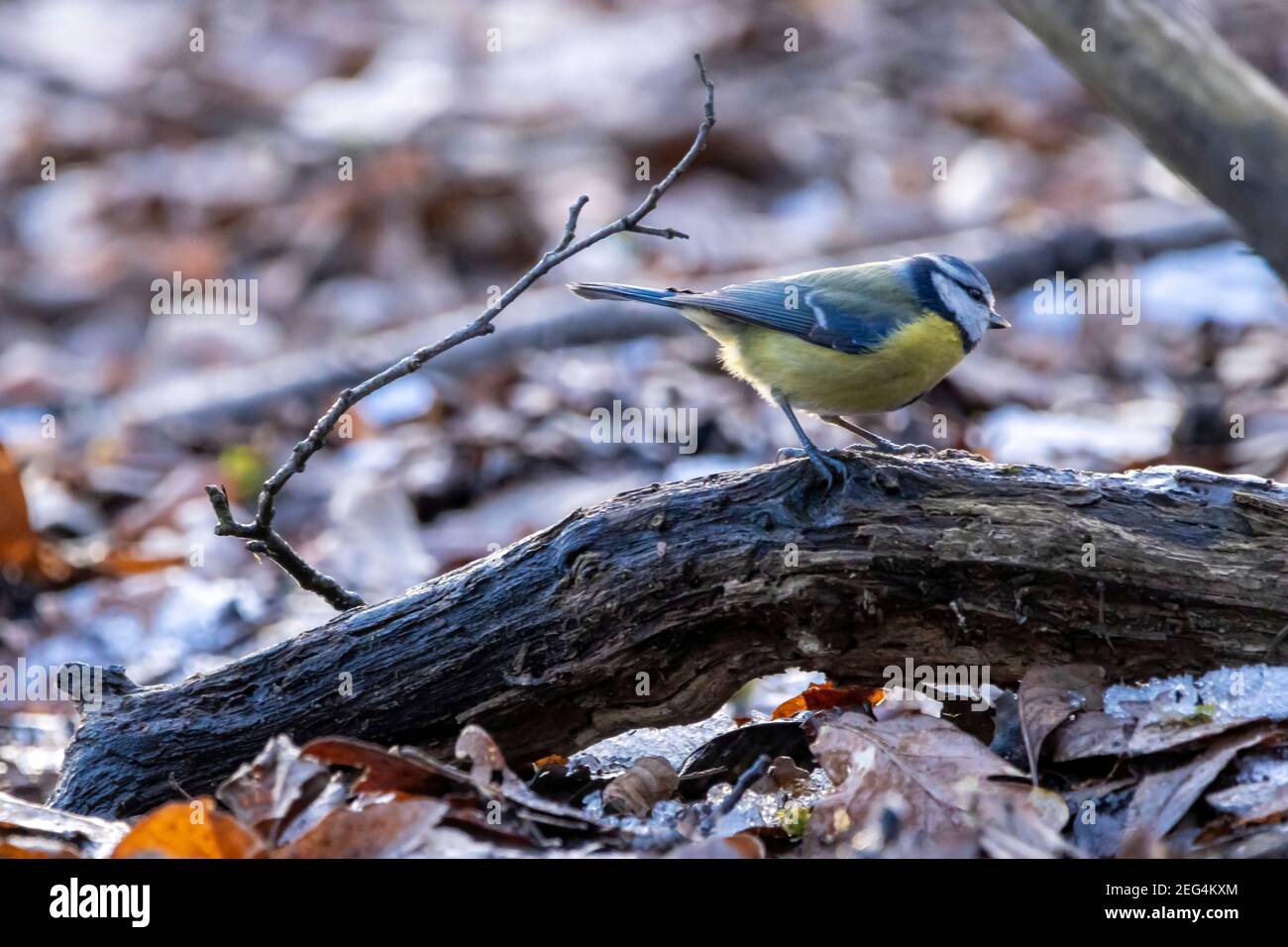 A blue tit taking a bath at a little frozen pond, using the only free space with water, surrounded by leaf at a cold day in winter. Stock Photo