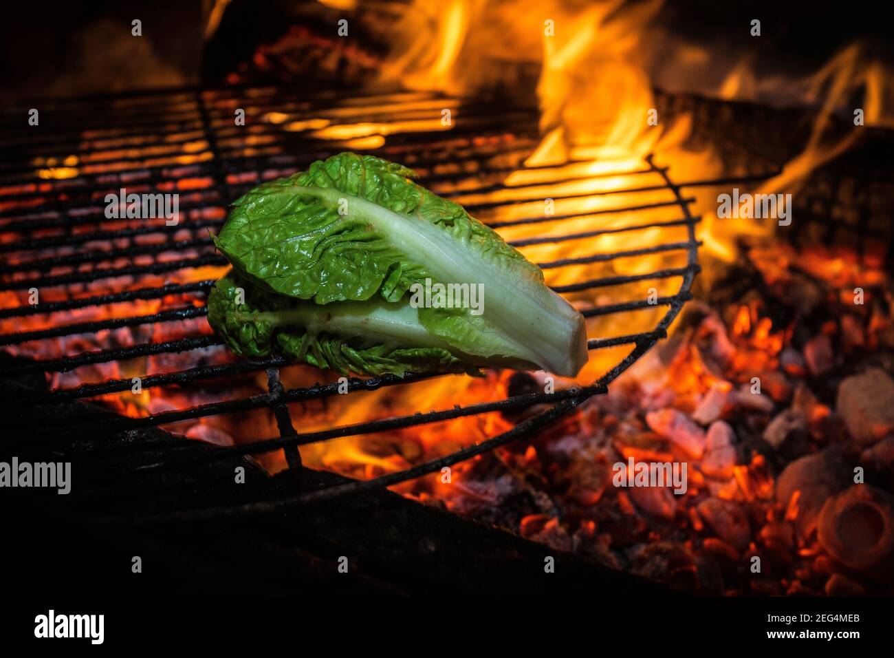 Grilling lettuce . Grilled Romaine Salad Stock Photo