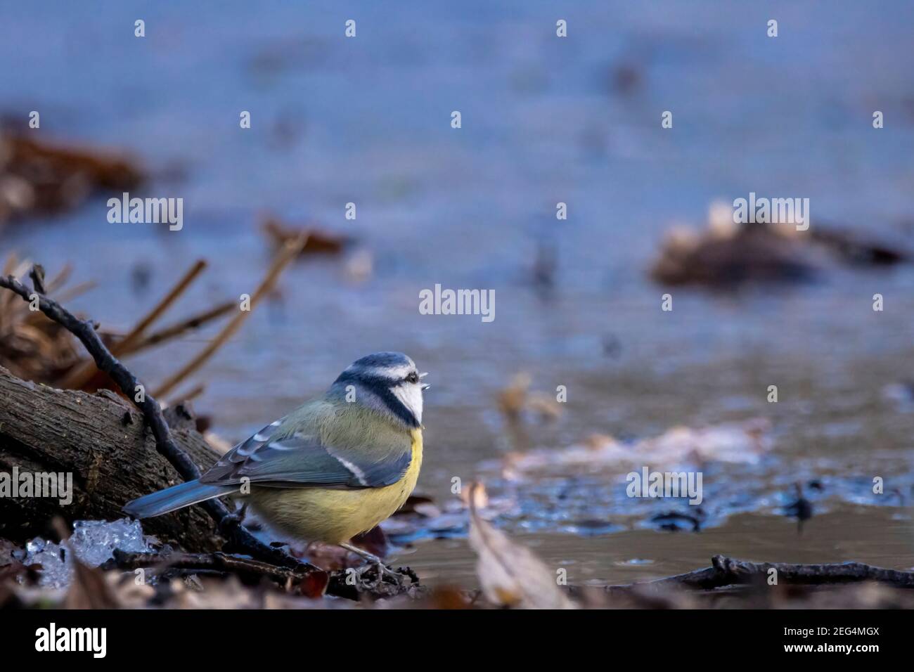 A blue tit taking a bath at a little frozen pond, using the only free space with water, surrounded by leaf at a cold day in winter. Stock Photo