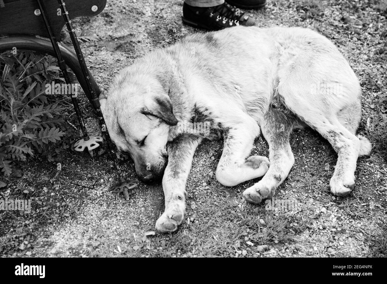 Dog sleeps on ground near trekking poles and wooden chair. Black and white retro toned image. High contrast. Stock Photo