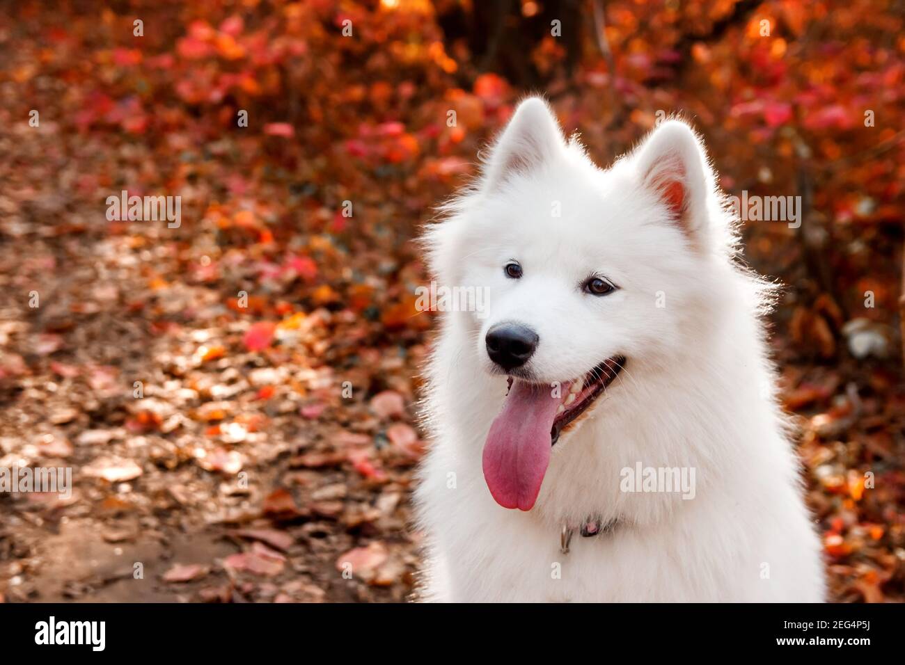 Samoyed Dog portrait in autumn forest near red leaves . Canine ...