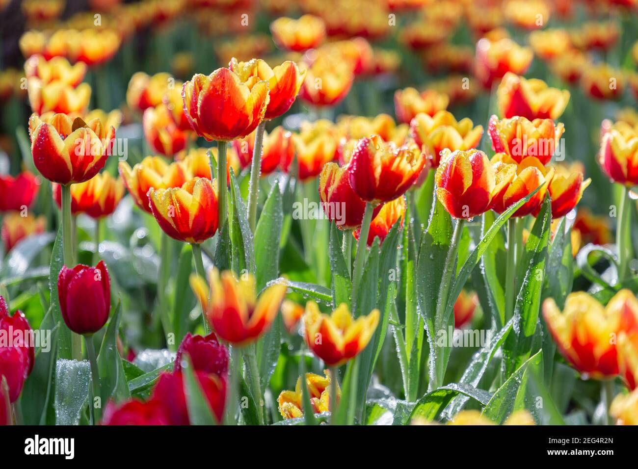 Fresh colorful tulip flowers in the garden at spring day Stock Photo ...