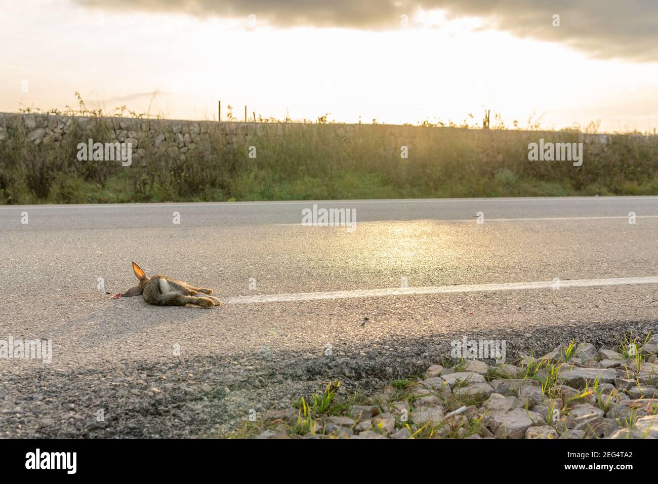 Dead rabbit on road hi-res stock photography and images - Alamy