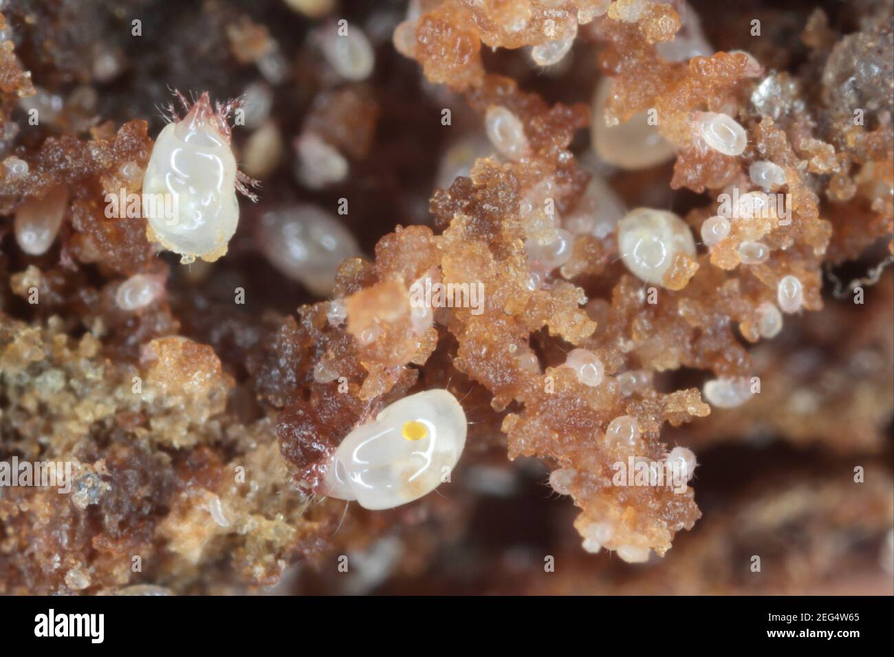 Magnification of mites from Acaridae family on moldy bread Stock Photo ...