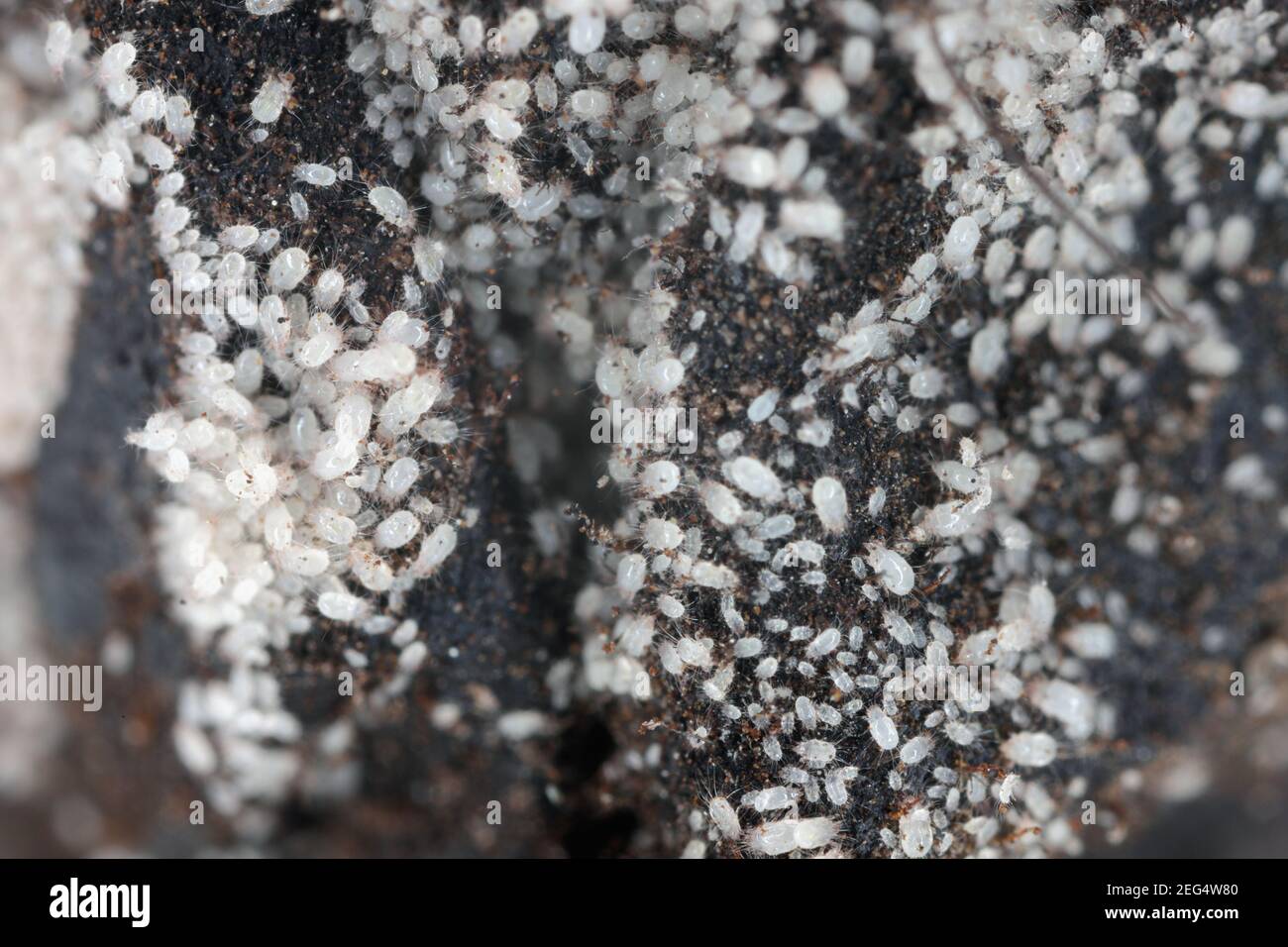 House dust mites (HDM, or simply dust mites) are present indoors