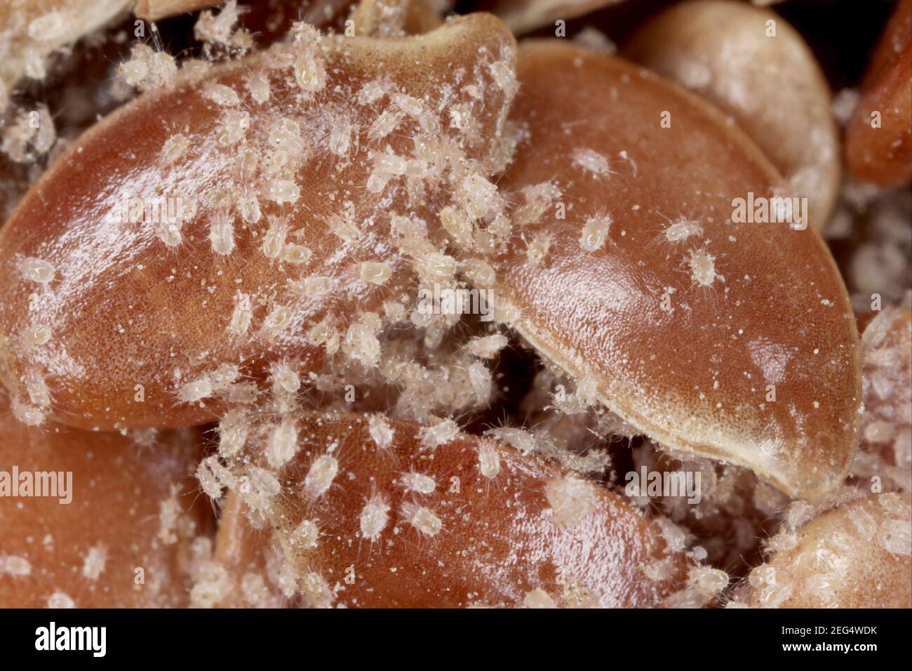 Mites (Acaridae) on flax seeds. High magnification Stock Photo Alamy