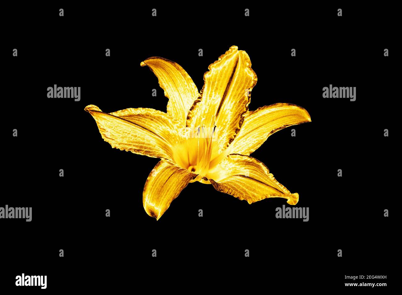 One golden lily flower black background isolated close up, beautiful single gold metal lilly, shiny yellow metallic floral pattern, design  element Stock Photo