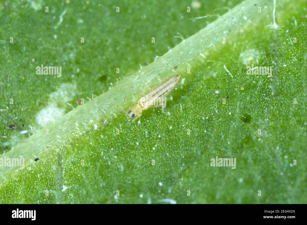 The western flower thrips (Frankliniella occidentalis) and damage caused by it pest on the bean leaf. Is an important pest insect in agriculture. Stock Photo