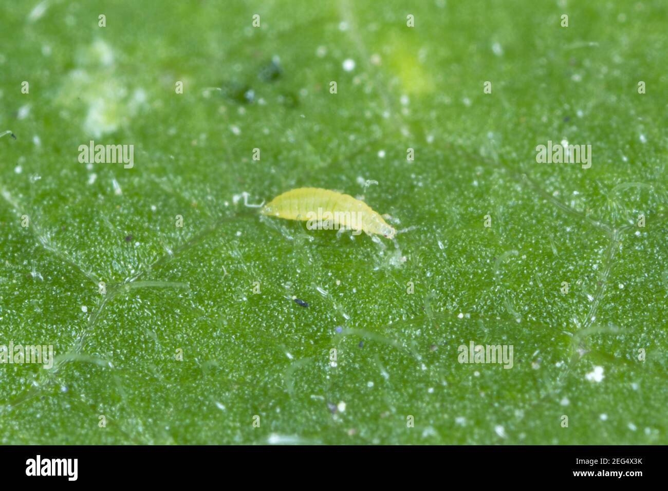 Tomato thrip damage hi-res stock photography and images - Alamy, image size:1300x956