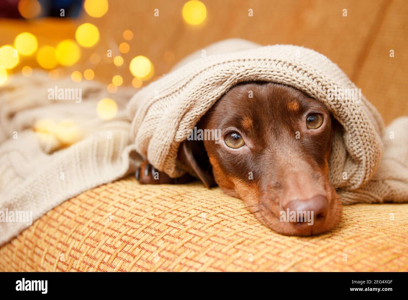 dog winter blanket