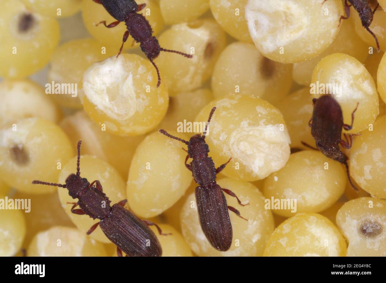 The sawtoothed grain beetles (Oryzaephilus surinamensis). Insects on