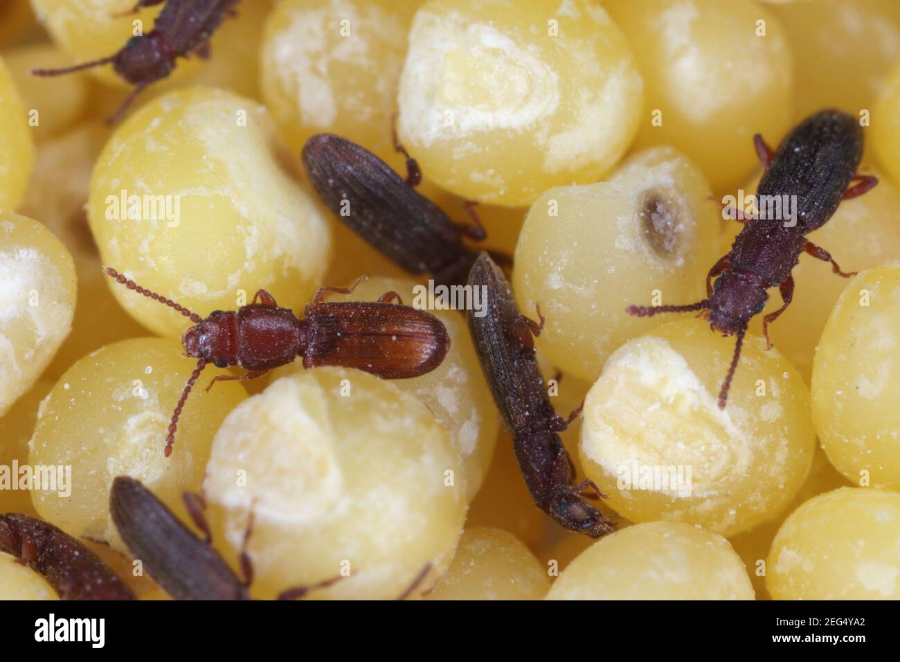 The sawtoothed grain beetles (Oryzaephilus surinamensis) and Rusty