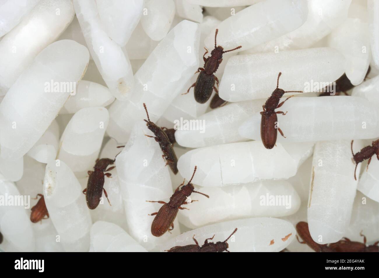 The sawtoothed grain beetles (Oryzaephilus surinamensis). Insects on