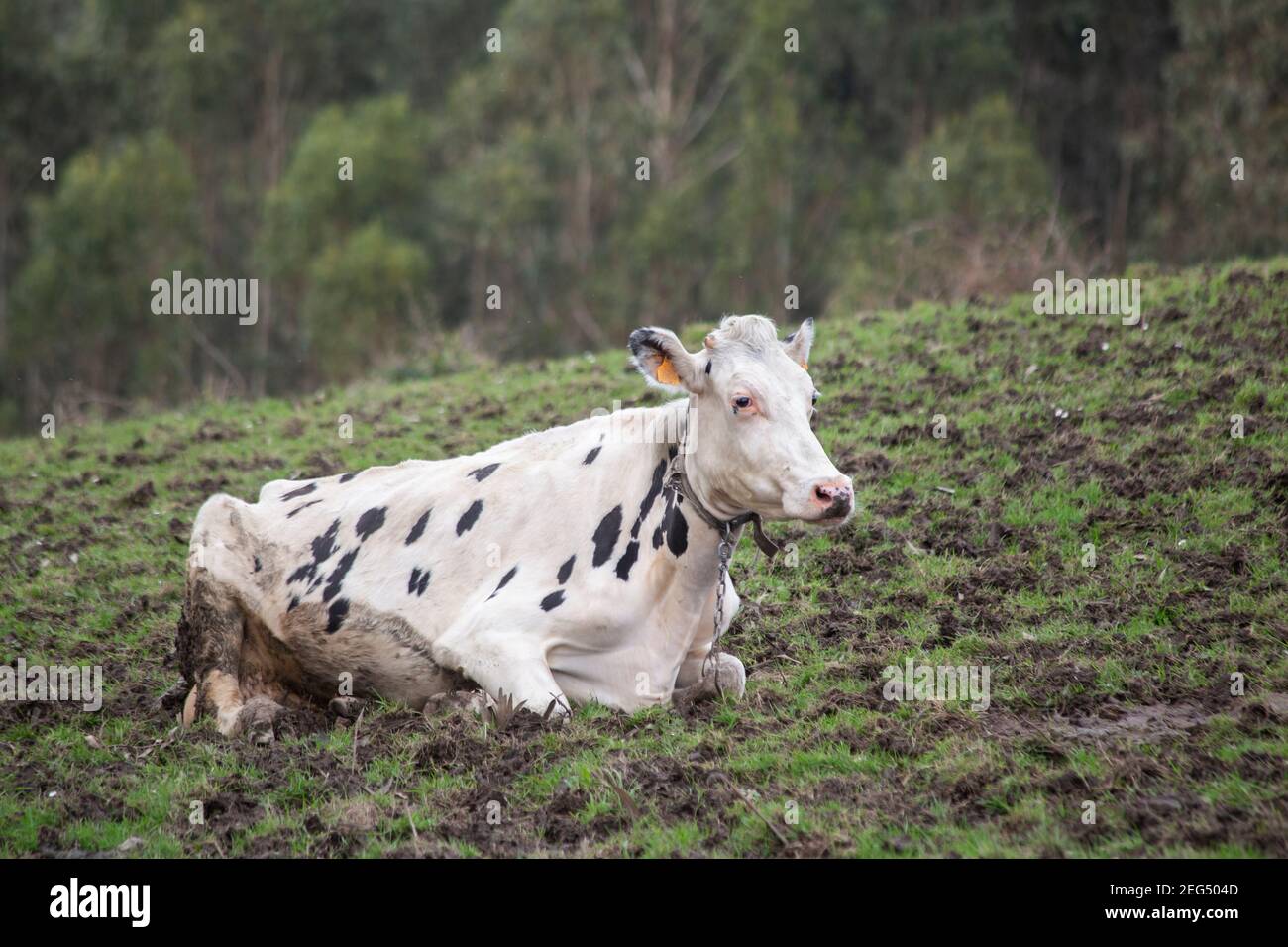 A Holstein cow resting on a muddy field. copy space Stock Photo