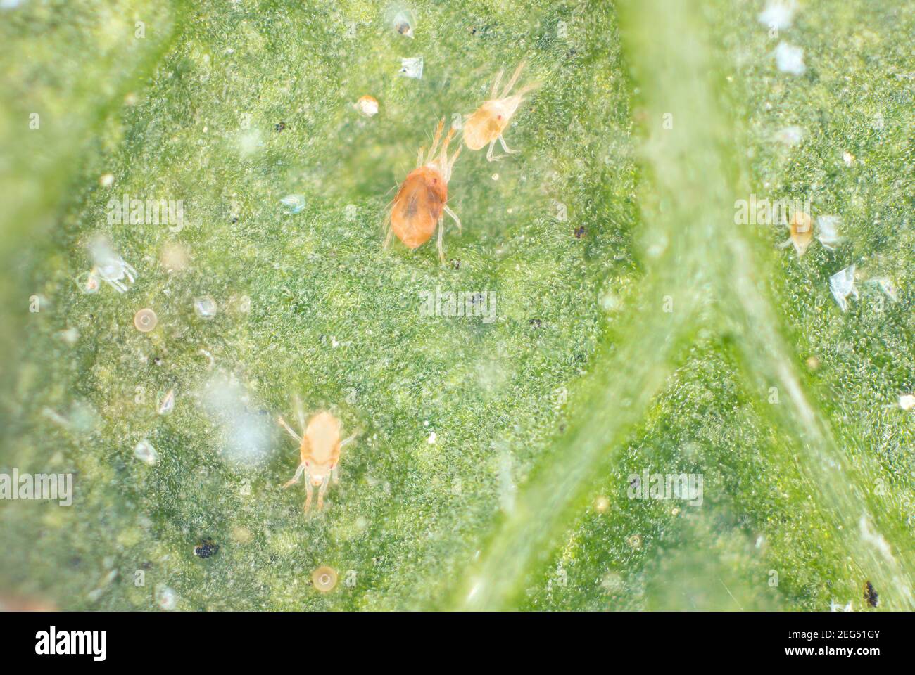 ubetalt krater Politibetjent Close-up of a mass of Red spider mites (Tetranychus urticae) on leaf.  Visible exuviae, eggs, faeces, cobwebs and damaged plant cells Stock Photo  - Alamy