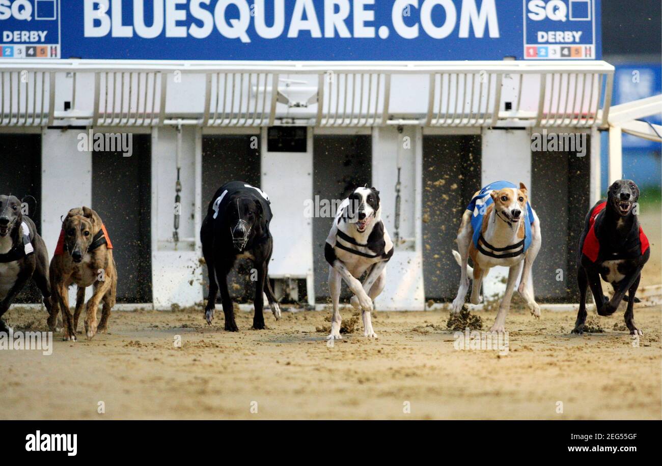 Greyhound Derby High Resolution Stock Photography And Images Alamy