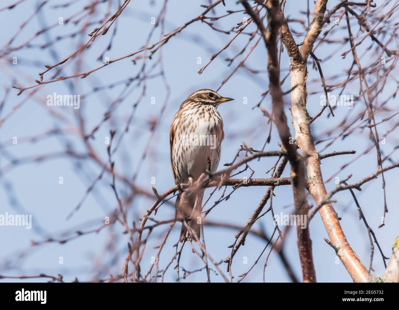 Redwing (Turdus iliacus) perched in a Silver Birch Tree Stock Photo