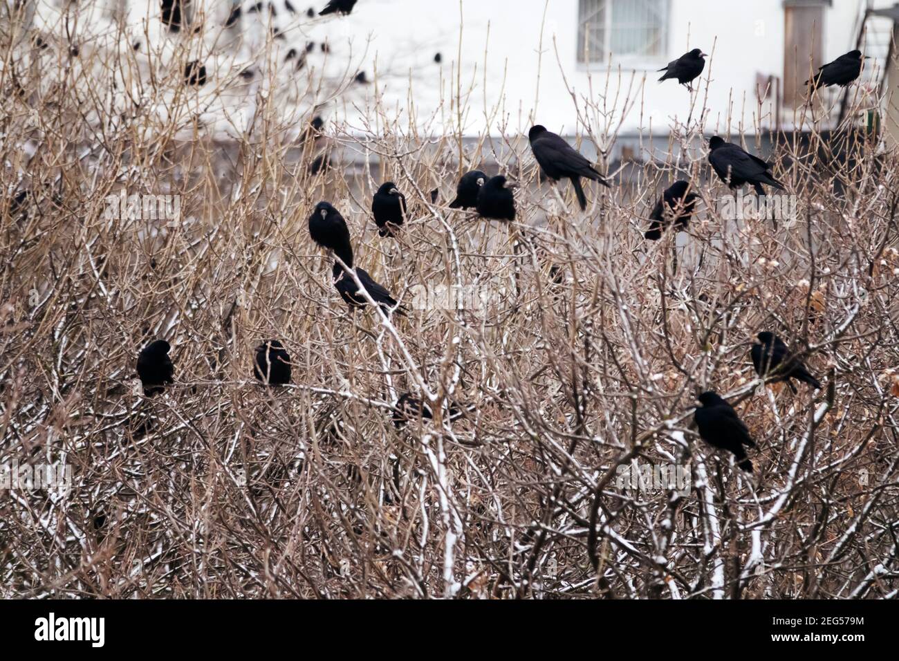 Rooks during the winter in the temperate zone. A flock of rooks sits on fruit (nut) trees to look for walnuts on ground. Stock Photo