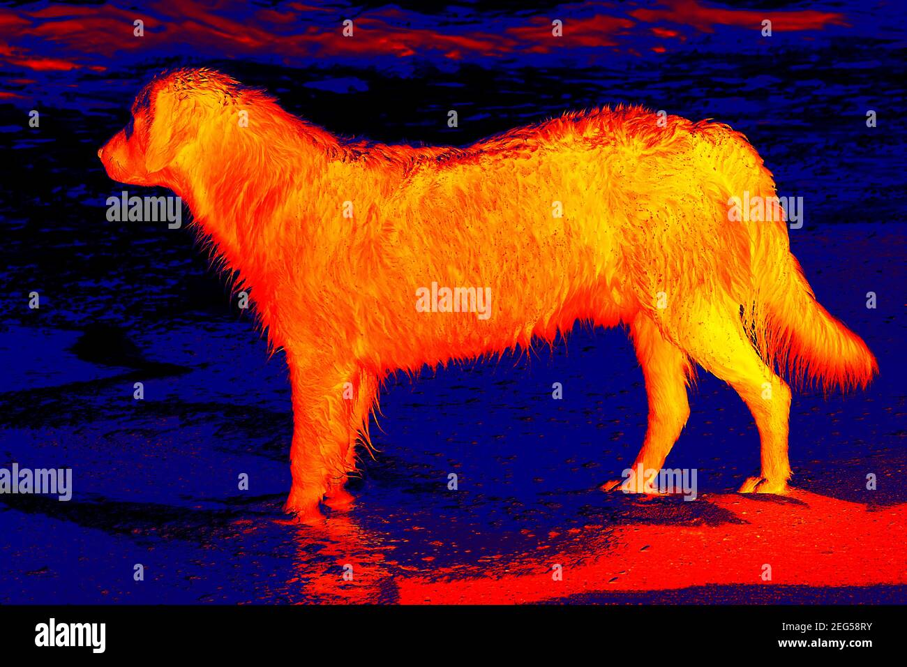 Retriever dog on the beach. Scanning the animal's body temperature with