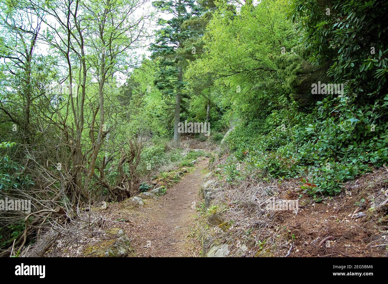 Cragside Northumberland UK rocks rocky boulders grass path vegetation ...