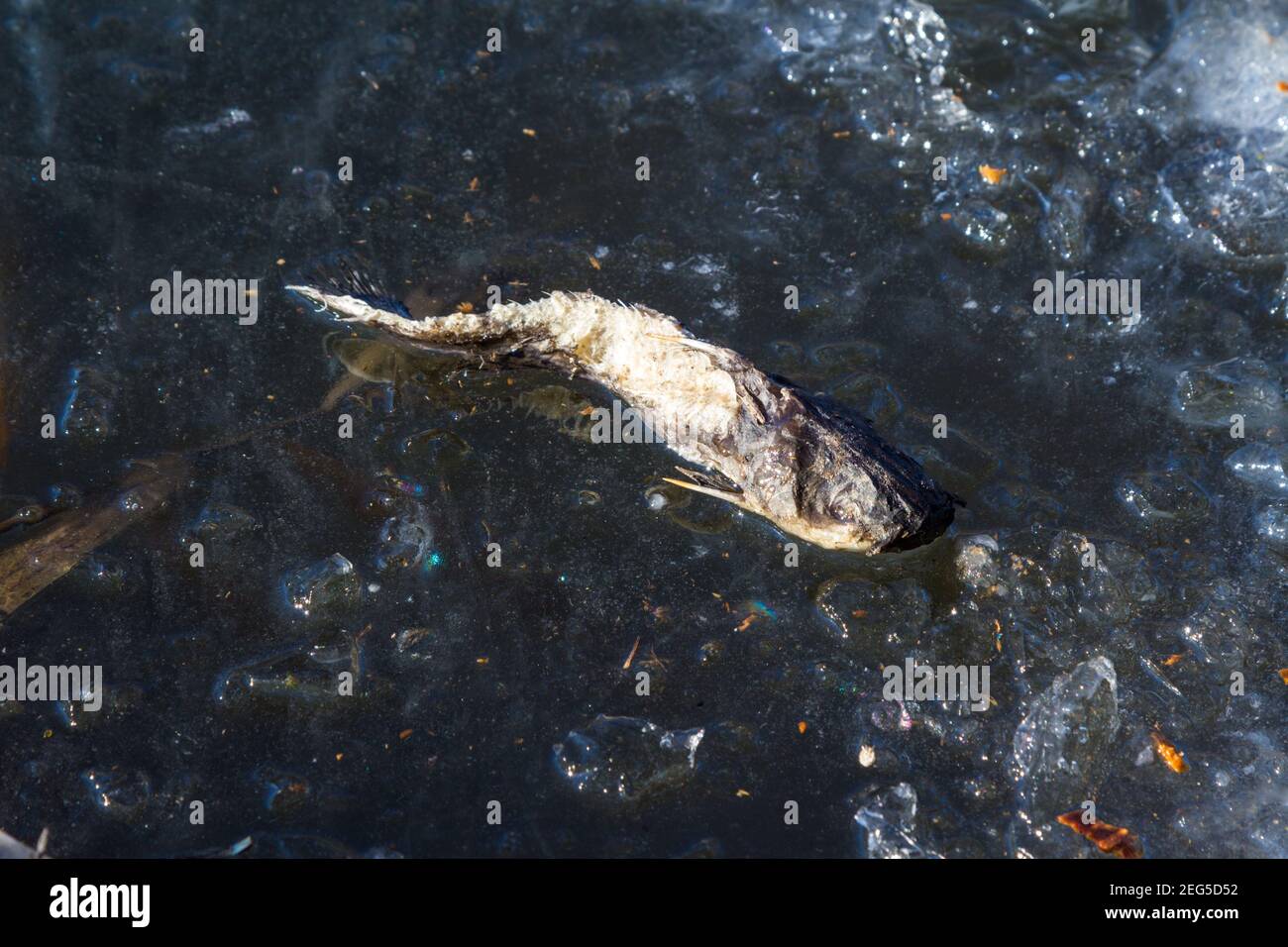 Dead rotten grass carp (Ctenopharyngodon idella) on ice of pond, Ibolya-to, Sopron, Hungary Stock Photo