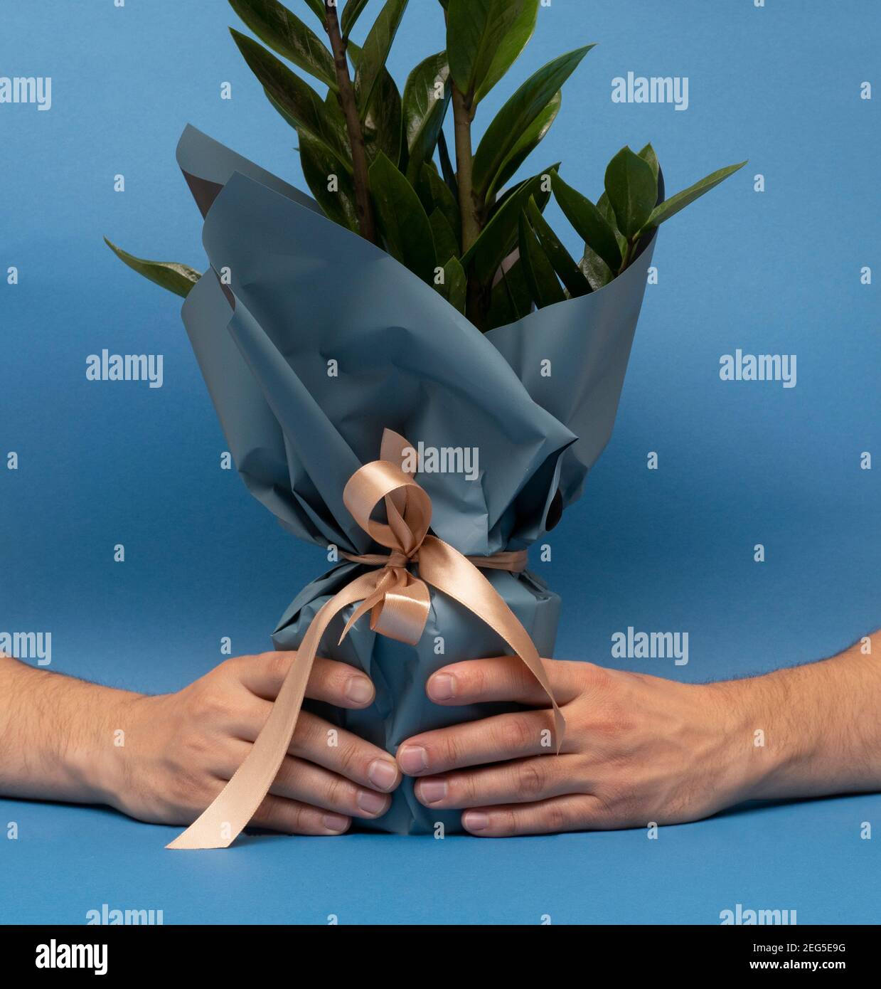 Green glower at pot in present paper in male hands at blue background Stock Photo