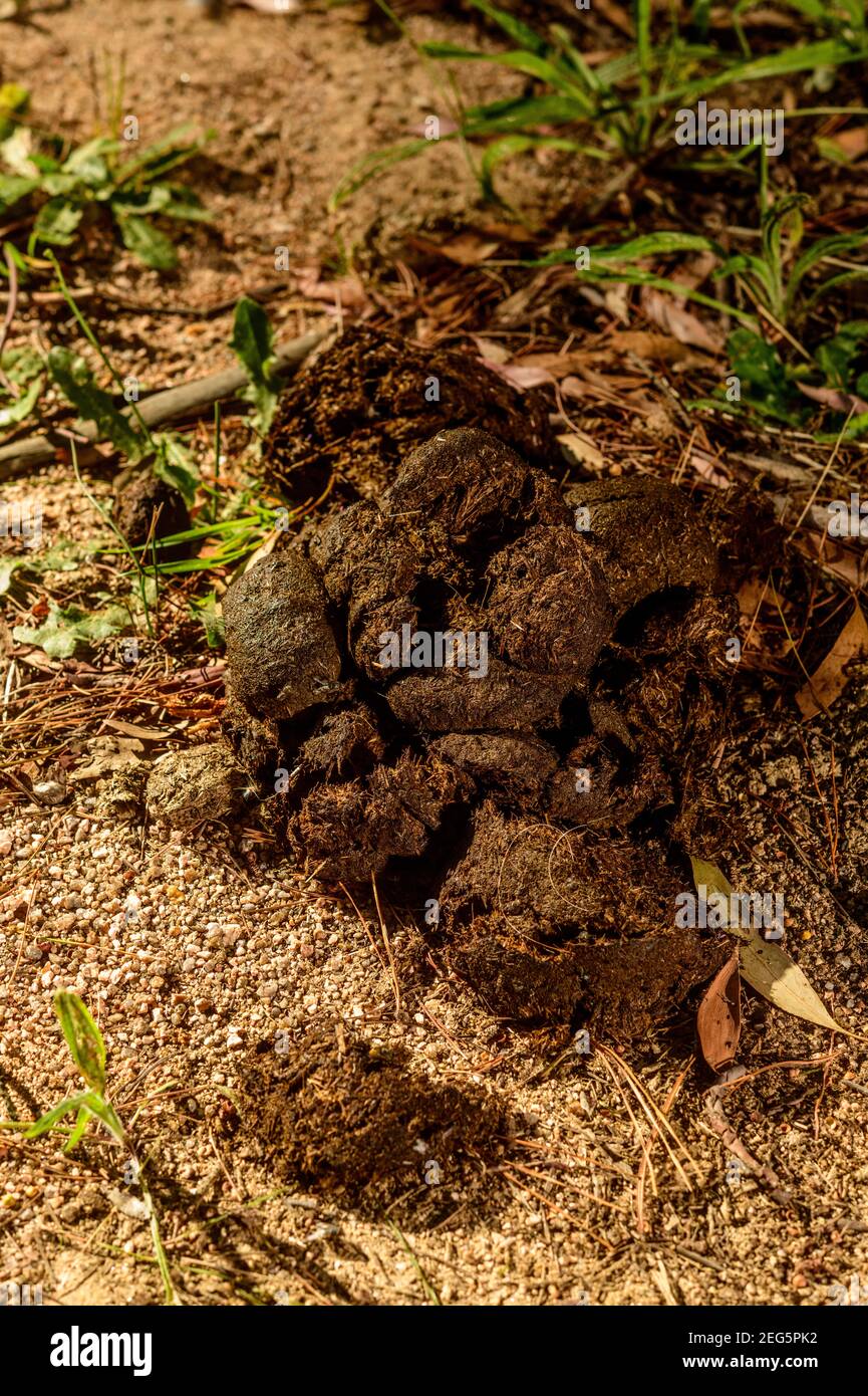 Horse manure, the best organic additive for soils Stock Photo Alamy