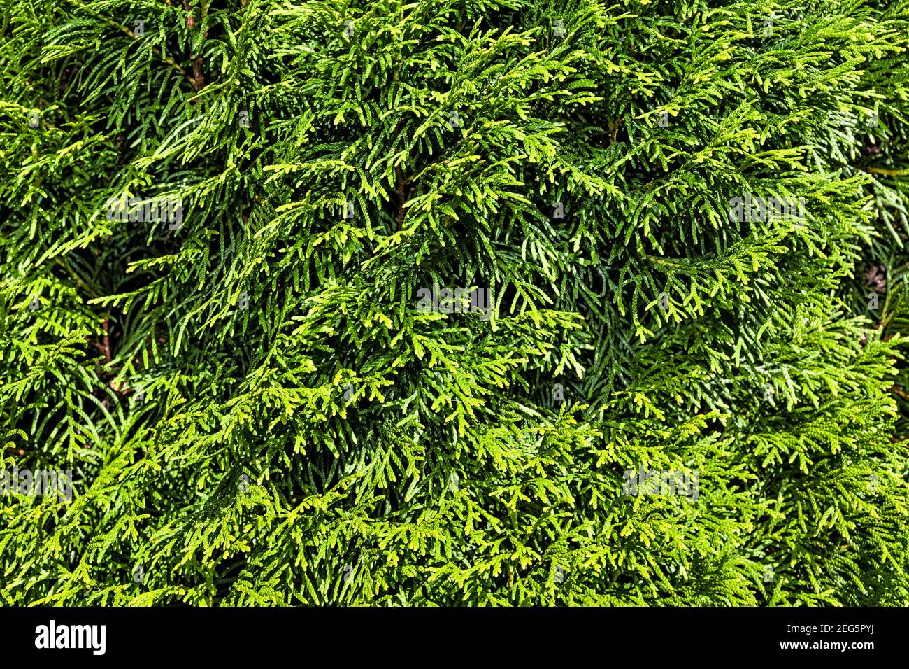 Thuja Branches (Thuja occidentalis Smaragd) Stock Photo