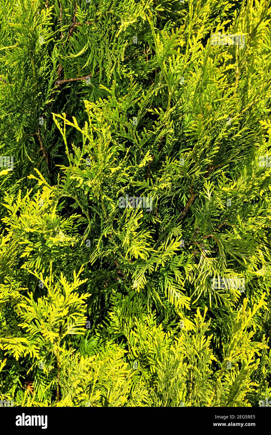 Thuja Branches (Thuja occidentalis Sunkist) Stock Photo