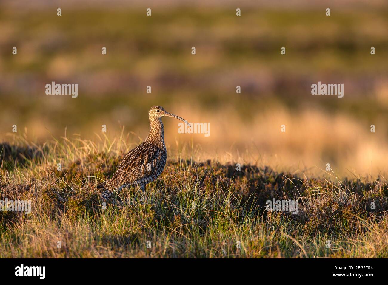Curlew (Numenius arquata), North Pennines Area of Outstanding Natural Beauty, Durham Stock Photo